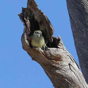 Red-rumped Parrot female