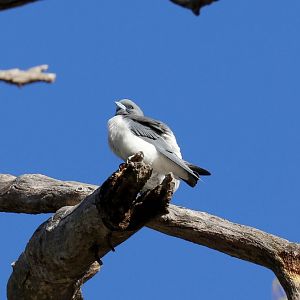 White-breasted Woodswallow