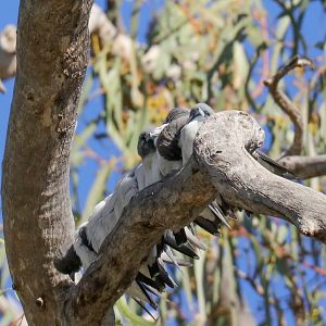 White-breasted Woodswallows
