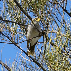 Yellow-throated Miner