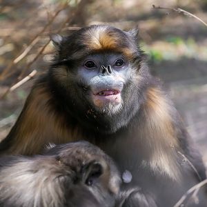 Guizhou snub-nosed monkey