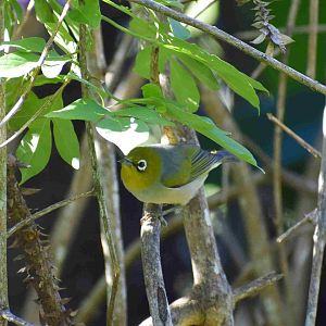 Silvereye (Zosterops lateralis)