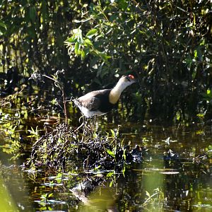 Comb-crested Jacana (Irediparra gallinacea)