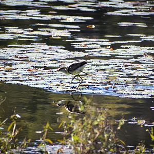 Comb-crested Jacana (Irediparra gallinacea)