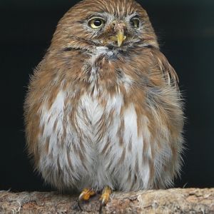 Ferruginous pygmy owl