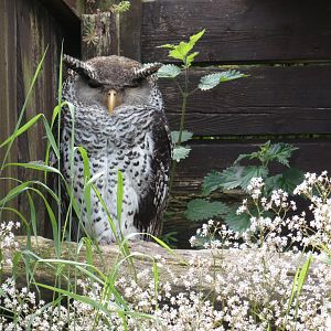 Spot-bellied eagle-owl