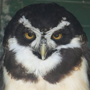 Spectacled owl