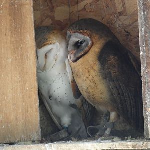 Barn owl and Ashy-faced owl
