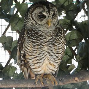 Chaco/Rufous-legged hybrid owl