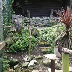 Great grey owl and Brown wood owl