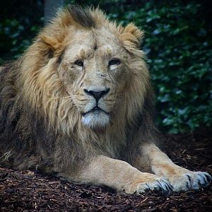Asiatic Lion