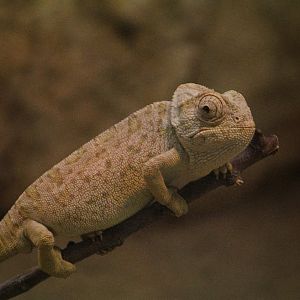 Common Chameleon