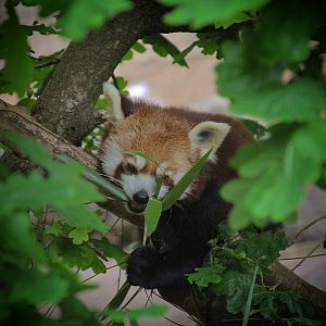 Red Panda