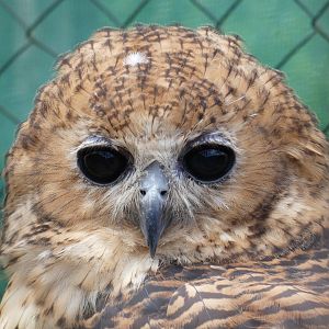 Pel's fishing owl