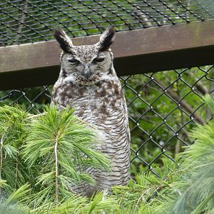 Magellan horned owl
