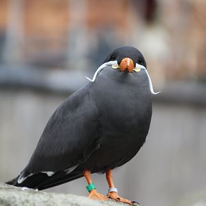 Inca Tern