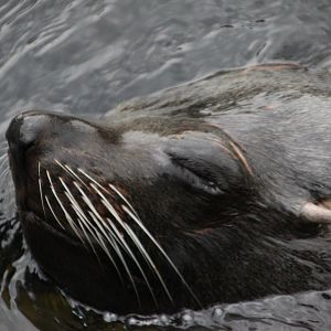 South American Fur Seal