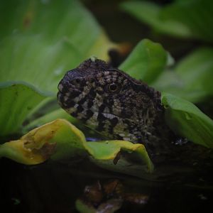 Chinese Crocodile Lizard