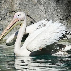 Jun. 2021 - Bear Hill - Great White Pelican in Former Polar Bear Exhibit