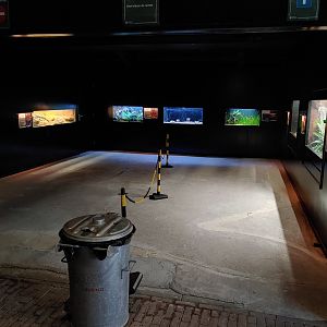 New area with multiple aquariums and terrariums.