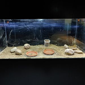 The tank that alternately displays the young of the species shown in this room.