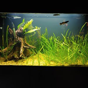 Aquarium with Blue gularis (Fundulopanchax sjoestedti) and Otocinclus.