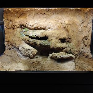 Terrarium with Majorcan midwife toads (Alytes muletensis).