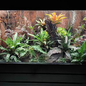 Terrarium with Blue poison dart frogs (Dendrobates tinctorius 'azureus') and Golden Poison Frogs (Phyllobates terribilis).