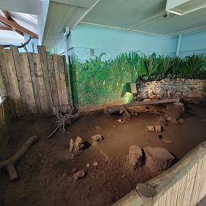Refurbished Large hairy armadillo enclosure.