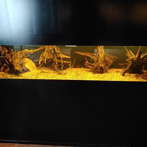 Aquarium with Axolotls (Ambystoma mexicanum).