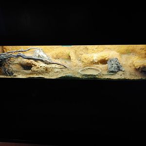 Terrarium with Portuguese fire salamander (Salamandra salamandra gallaica).