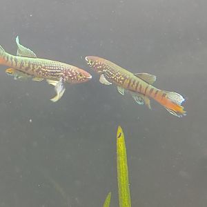 Blue gularis (Fundulopanchax sjoestedti)