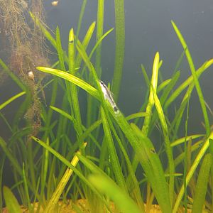 Fish ID? Otocinclus ...