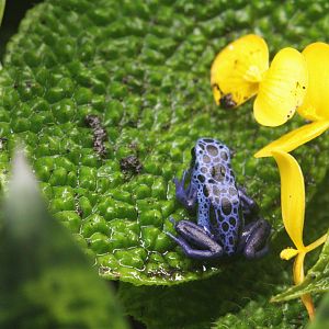 Blue Poison Dart Frog (Dendrobates tinctorius 'azureus')