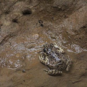 Majorcan midwife toad (Alytes muletensis)