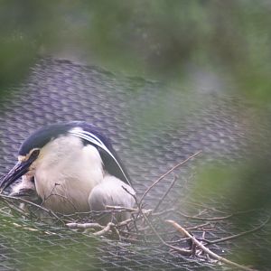 Wild Black-crowned night heron (Nycticorax nycticorax) with young, on top of the Pelican aviary.