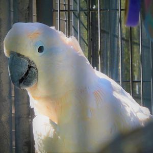 World of Birds  - Salmon-crested Cockatoo