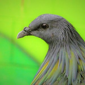 World of Birds  - Nicobar Pigeon