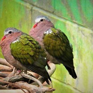 NEW - World of Birds  - Common Emerald-Doves