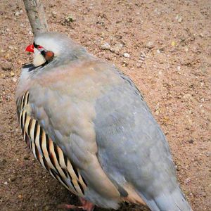 NEW - World of Birds  - Chukar Partridge