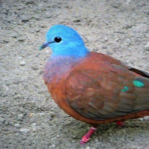 World of Birds  - Blue-headed Wood-Dove