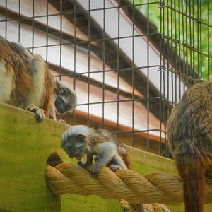 Canopy Creatures - Cotton-top Tamarin Twins