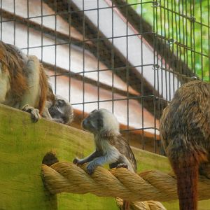 Canopy Creatures - Cotton-top Tamarin Twins