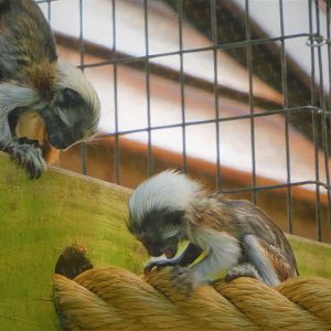 Canopy Creatures - Cotton-top Tamarin Twins