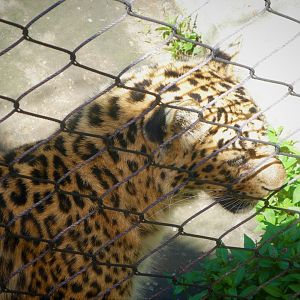 African Savanna - Amur Leopard - Judda