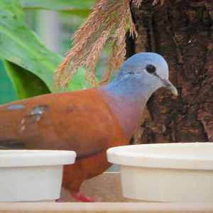 World of Birds - Blue-headed Wood-Dove