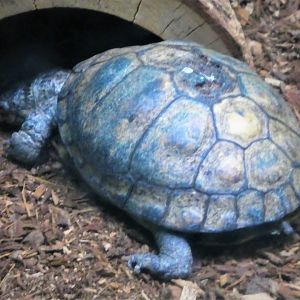 Reptile & Amphibian House  - Coahuilan Box Turtle