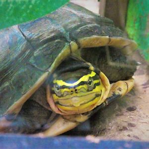 Reptile & Amphibian House  - Malayan Box Turtle