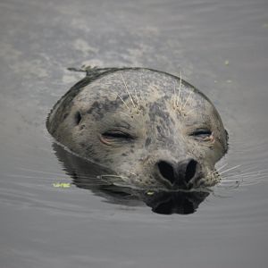 Harbour seal (Phoca vitulina).