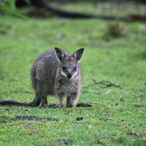 young Tammar wallaby (Macropus eugenii).